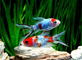 Ornamental Fish